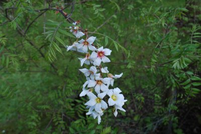 Xanthoceras sorbifolium - žlutoroh jeřábolistý - květenství